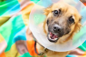 picture of dog with a post-surgery collar