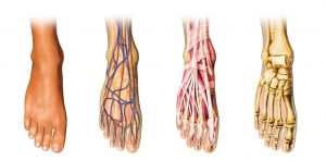 drasings of feet with bones, veins, or muscles showing